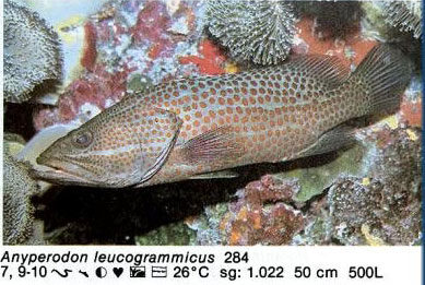 Anyperodon leucogrammicus